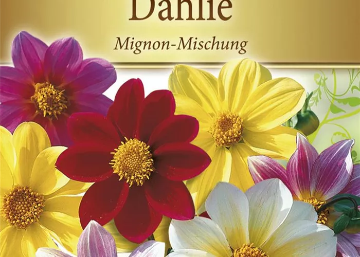 Dahliensamen 'Mignon'