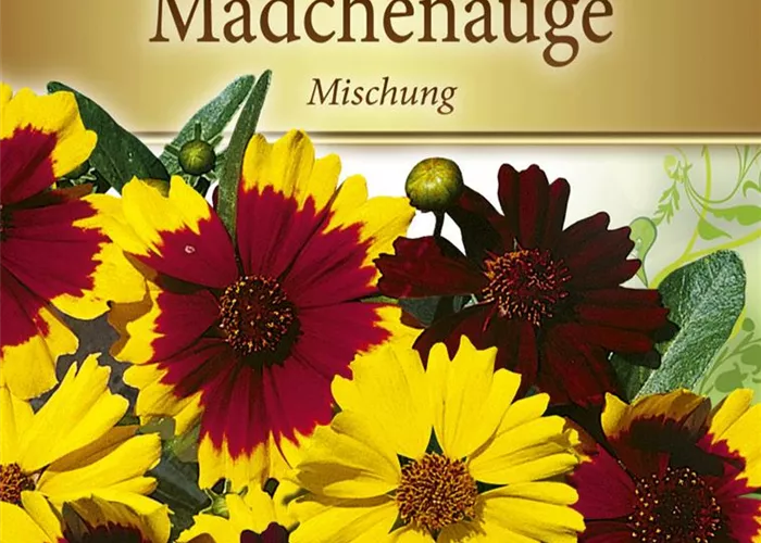 Färber-Mädchenauge-Samen Färber-Mädchenauge-Samen