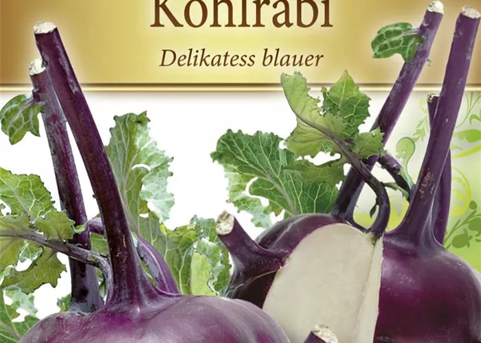 Kohlrabisamen 'Blauer Delikatess'