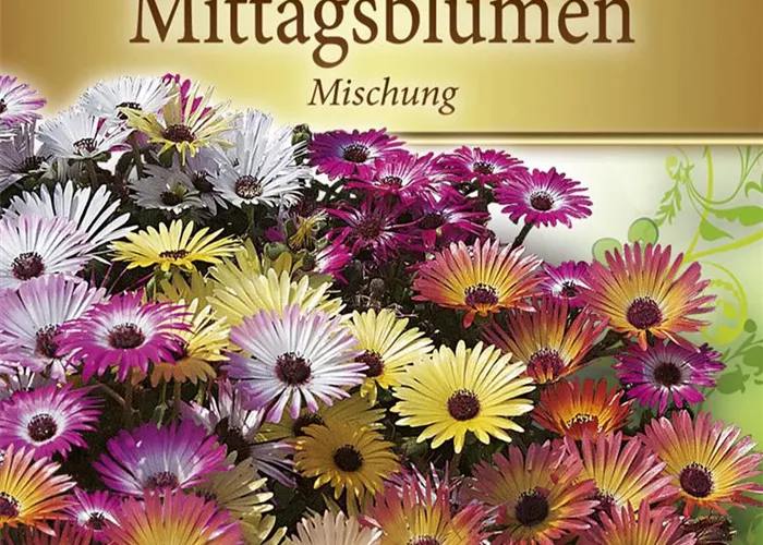 Mittagsblumensamen