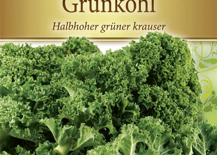 Grünkohlsamen 'Halbhoher Grüner Krauser' Grünkohlsamen 'Halbhoher Grüner Krauser'