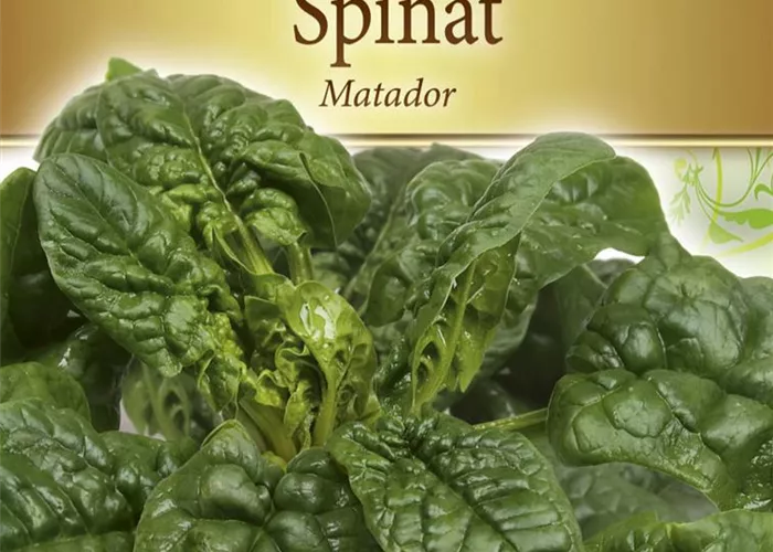 Spinatsamen 'Matador'
