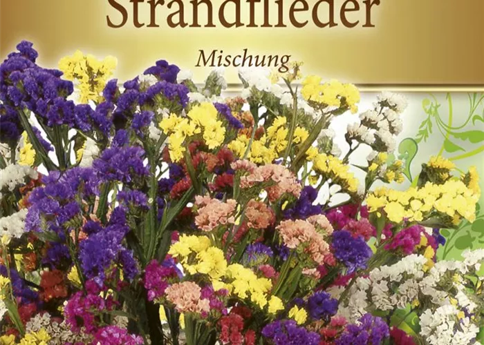 Geflügelter Strandfliedersamen Geflügelter Strandfliedersamen