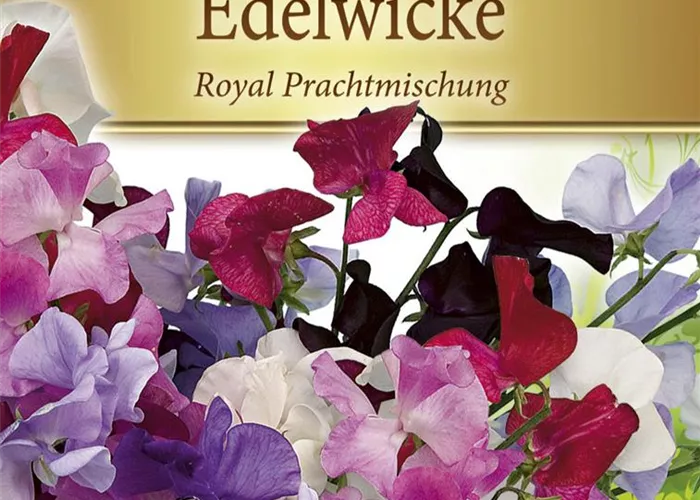 Riesen-Edelwickensamen
