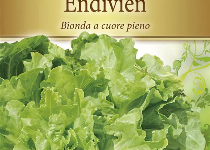 Endiviensamen 'Bionda a cuore pieno'