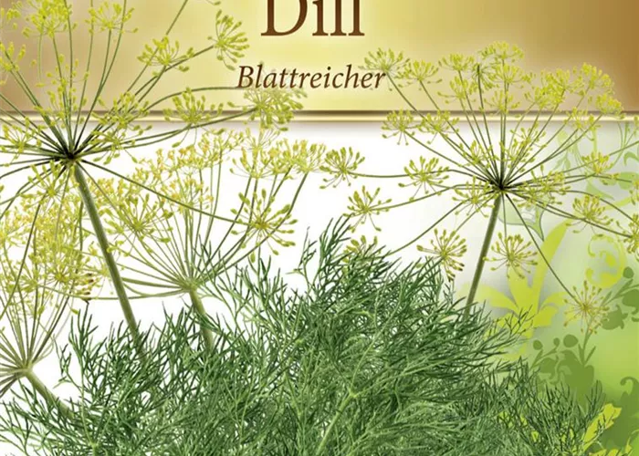 Dillsamen 'Blattreicher' Dillsamen 'Blattreicher'