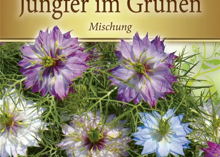 Jungfer im Grünen-Samen Jungfer im Grünen-Samen