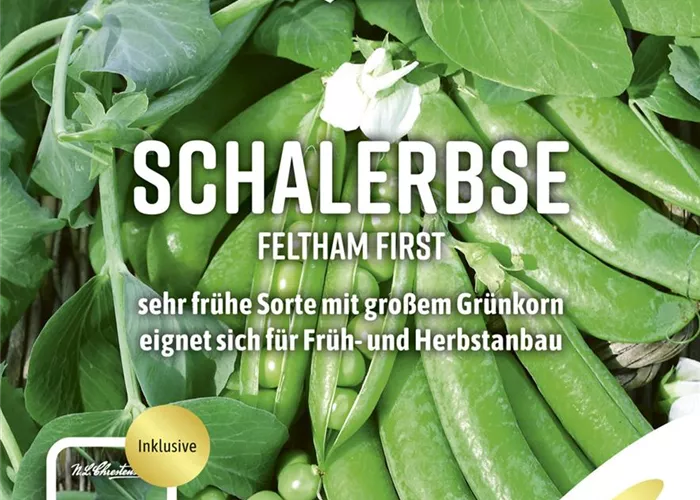 Erbsensamen 'Feltham First'