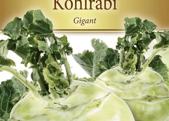 Kohlrabisamen 'Gigant'