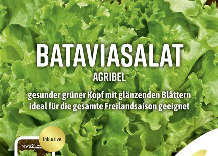 Bataviasalatsamen 'Agribel' Bataviasalatsamen 'Agribel'