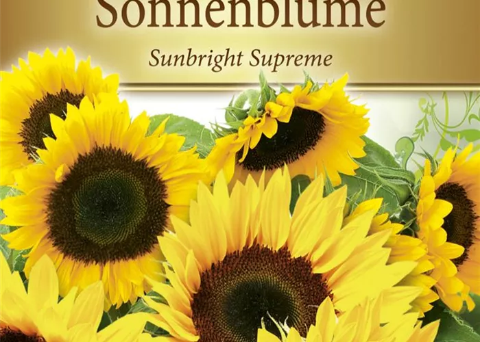 Sonnenblumensamen 'Sunbright'