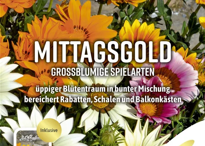 Mittagsgoldsamen 'Großblumige Spielarten'
