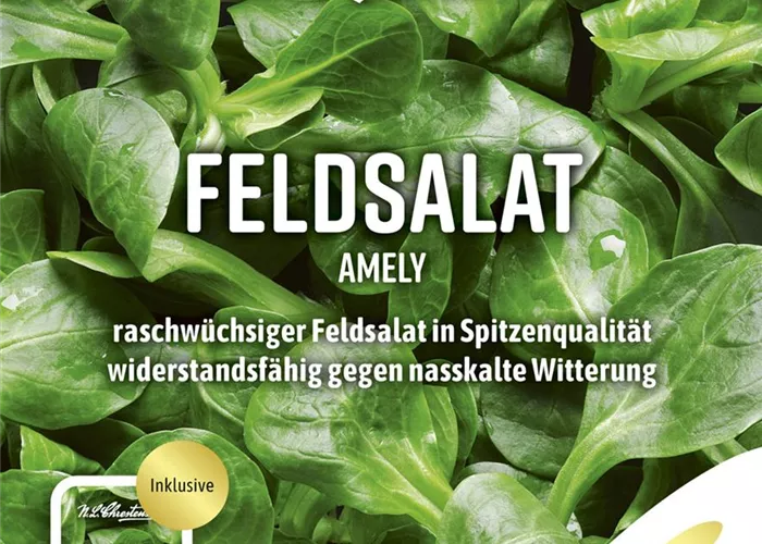 Feldsalatsamen 'Amely'