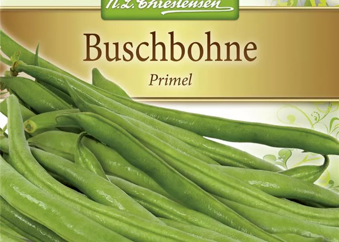 Buschbohnensamen 'Primel'