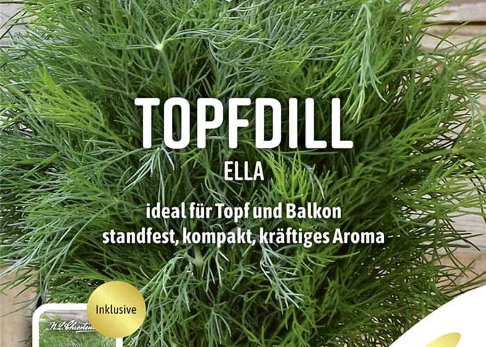 Dillsamen 'Ella' Dillsamen 'Ella'
