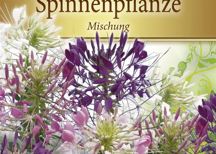Spinnenblumensamen