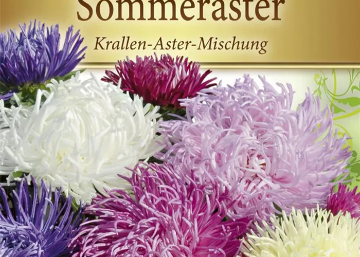 Krallenastersamen Krallenastersamen