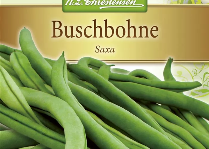 Buschbohnen 'Saxa'