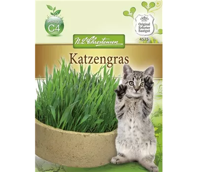 Katzengrassamen Katzengrassamen