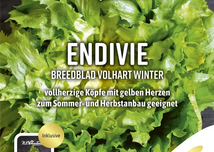 Endiviensamen 'Breedblad Volhart Winter'