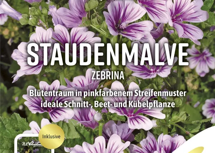 Malvensamen 'Zebrina' Malvensamen 'Zebrina'
