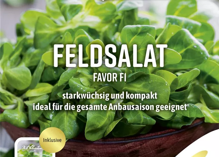 Feldsalatsamen 'Favor'