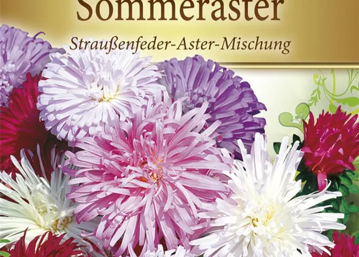 Gartenastersamen Gartenastersamen