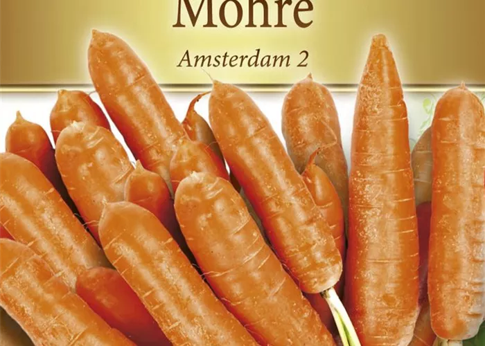 Möhresamen 'Amsterdam 2'