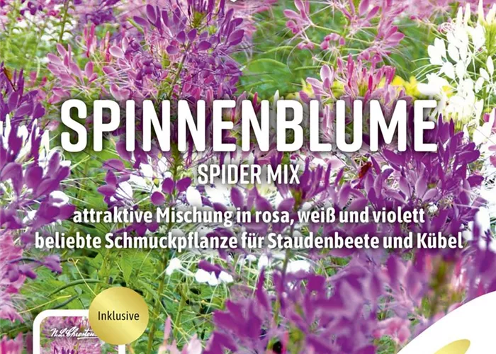 Spinnenblumensamen