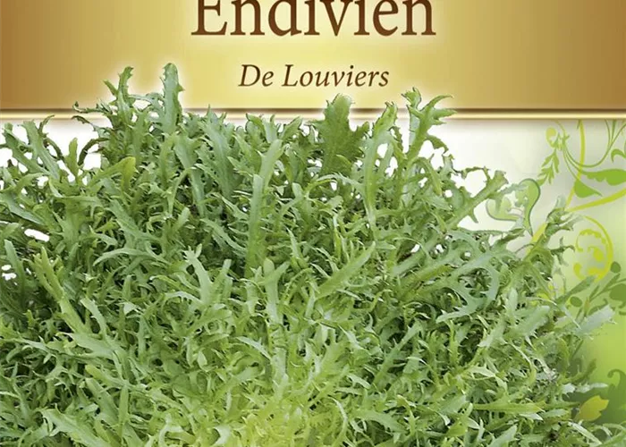 Endiviensamen 'De Louviers'