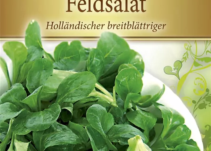 Feldsalatsamen 'Holländischer Breitblättriger'