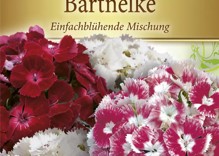 Bartnelkensamen