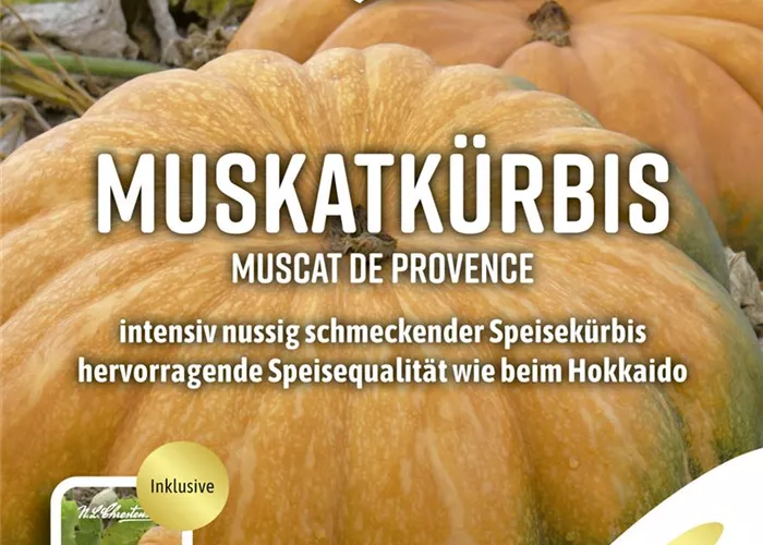 Kürbissamen 'Muscat de Provence'