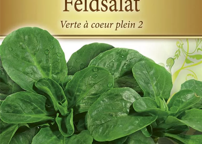 Feldsalatsamen 'Verte a coeur plein'