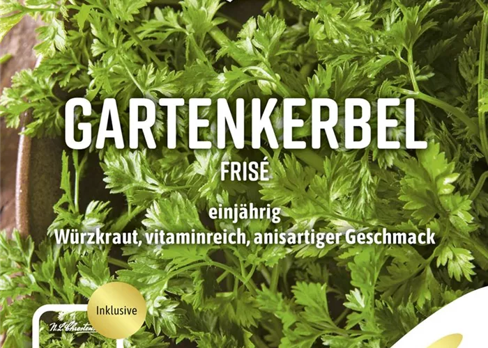 Kerbelsamen 'Frisé'