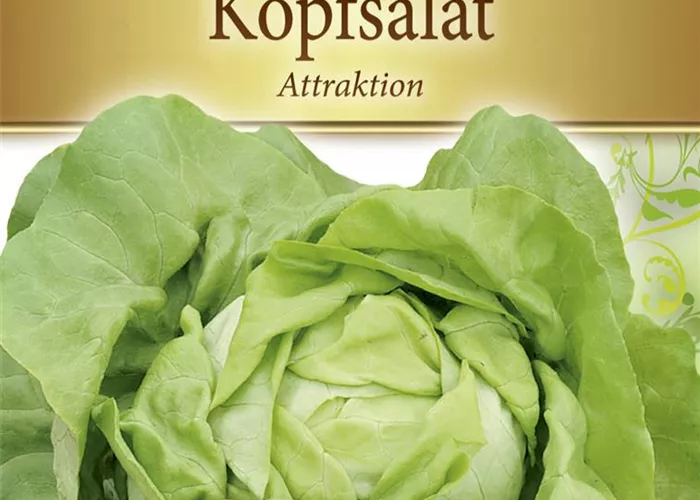 Kopfsalatsamen 'Attraktion' Kopfsalatsamen 'Attraktion'