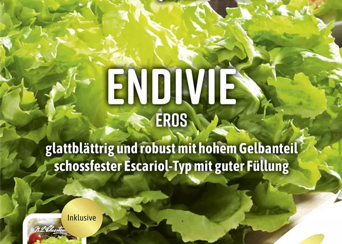 Endiviensamen 'Eros'