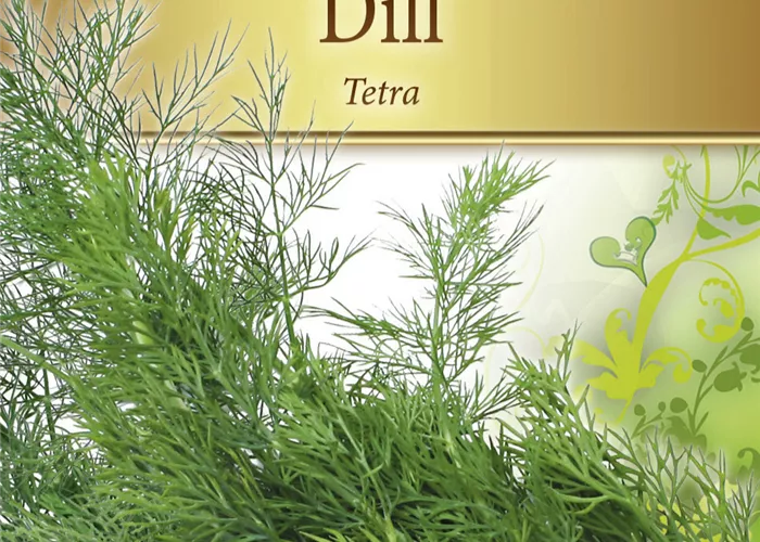 Dillsamen 'Tetra' Dillsamen 'Tetra'