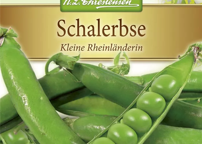 Erbsensamen 'Kleine Rheinländerin'