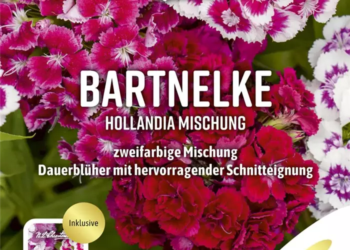 Bartnelkensamen 'Hollandia Mix'