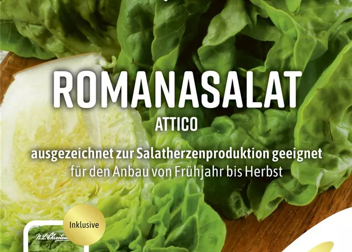 Romanasalatsamen 'Attico' Romanasalatsamen 'Attico'