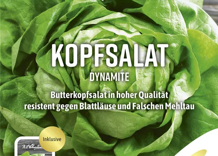 Kopfsalatsamen 'Dynamite'