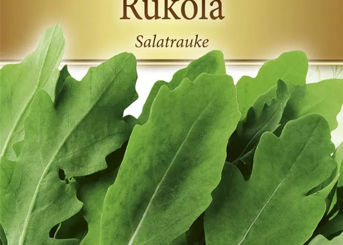 Rucolasamen Rucolasamen