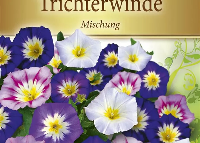 Dreifarbige Winde-Samen