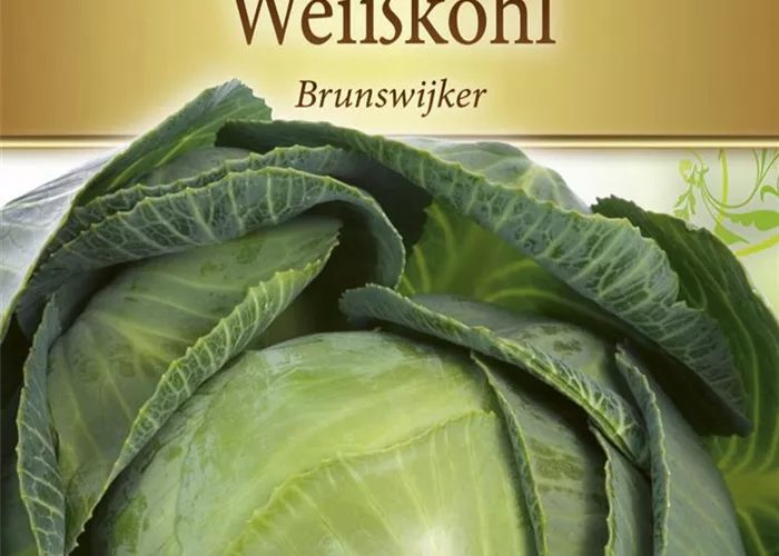 Weißkohlsamen 'Brunswijker'