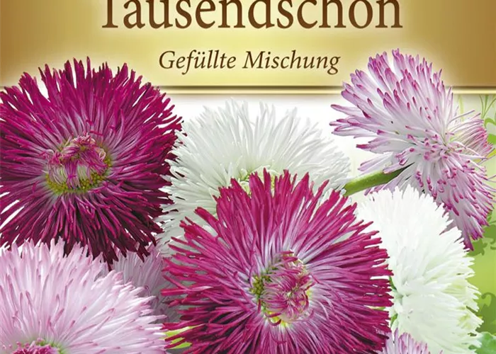 Gefülltes Gänseblümchen-Samen Gefülltes Gänseblümchen-Samen