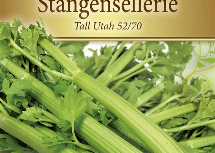 Stangenselleriesamen 'Tall Utah 52/70'