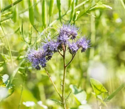 Phazeliensamen Phazeliensamen