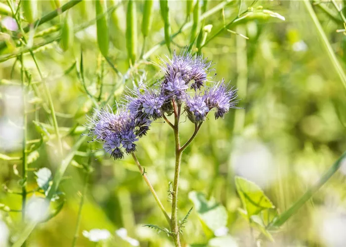Phazeliensamen Phazeliensamen