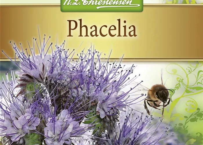 Phaceliasamen Phaceliasamen